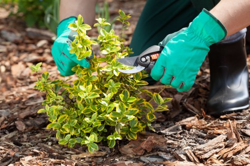 A gardener wearing bright green gloves and black waterproof boots is pruning a small, dense shrub with variegated green and yellow leaves in a landscaped front garden. The shrub is planted among a mulched bed with wood chip mulch covering the soil surface. In the background, there is a well-maintained lawn with lush, green grass, bordered by a neat, low hedge. Alongside the garden bed, a paved pathway made of weathered, light-colored stones offers access through the outdoor space. The scene is lit under natural daylight, possibly on a clear, mild day, highlighting the healthy leaves and tidy appearance of the garden. This carefully maintained outdoor area illustrates typical features of residential gardening in Barkingside, with attention to detail seen in healthy plants, clean paving, and well-kept lawn, reflecting the services offered by Garden Maintenance Barkingside for comprehensive garden care and landscaping improvements.